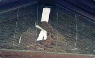 京の都を守る神猿写真